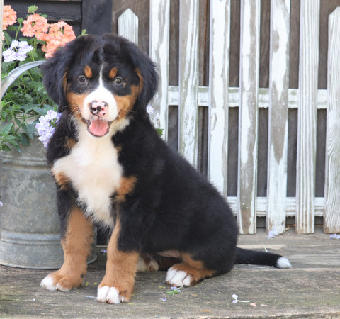 AKC Registered Bernese Mountain Dog For Sale Millersburg, OH Female- Sadie