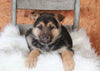 German Shepherd For Sale Danville, OH Female- Gracie