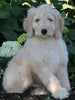 Medium F1BB Goldendoodle For Sale Millersburg OH Male-Drew