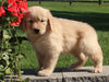 AKC Registered Golden Retriever For Sale Millersburg OH Male-Patrick
