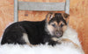 German Shepherd For Sale Danville, OH Female- Gracie