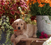 Goldendoodle For Sale Sugarcreek OH Male-Moey