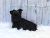 AKC Registered Cairn Terrier For Sale Millersburg OH Female-Chloe