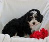 Mini Bernedoodle For Sale Applecreek OH Female-Natalie