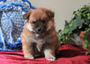 Pomeranian Mix For Sale Holmesville, OH Male- Cinnamon