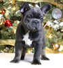 AKC Registered French Bulldog For Sale Fredericksburg OH Male-Rocky
