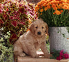 Goldendoodle For Sale Sugarcreek OH Male-Moey