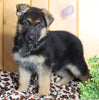 AKC Registered German Shepherd For Sale Millersburg OH Female-Bonnie