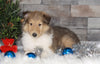AKC Registered Collie (Lassie) For Sale Fredericksburg, OH Male- Charlie