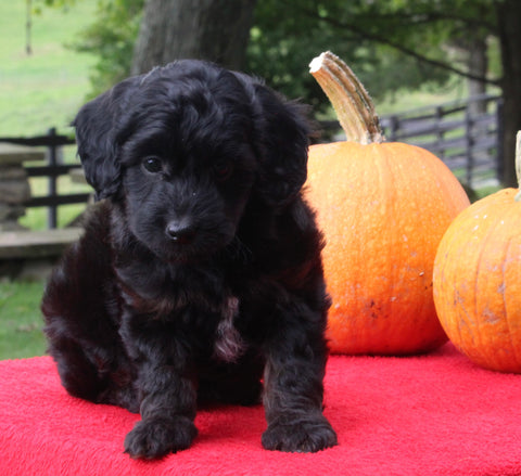 Mini Aussiedoodle For Sale Sugarcreek OH Female-Pearl