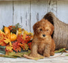 AKC Registered Toy Poodle For Sale Millersburg OH Male-Rocky
