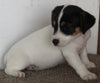 Jack Russel Puppy For Sale Fredericksburg OH Male-Teddy