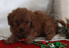 Bichpoo For Sale Fredericksburg OH Female-Reba