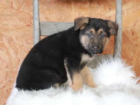 German Shepherd For Sale Danville, OH Female- Hazel