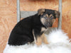 German Shepherd For Sale Danville, OH Female- Hazel