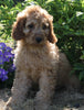 Medium F1BB Goldendoodle For Sale Millersburg OH Female-Dawn