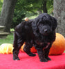 Mini Aussiedoodle For Sale Sugarcreek OH Female-Pearl