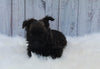 AKC Registered Cairn Terrier For Sale Millersburg OH Female-Chloe
