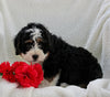 Mini Bernedoodle For Sale Applecreek OH Female-Natalie