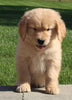 AKC Registered Golden Retriever For Sale Millersburg OH Male-Preston