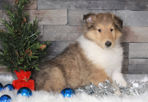 AKC Registered Collie (Lassie) For Sale Fredericksburg, OH Male- Charlie