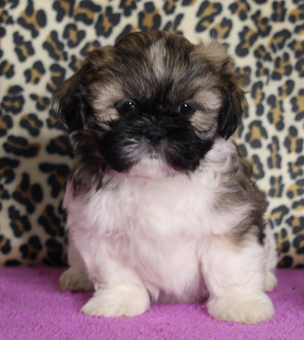 ACA Registered Shih Tzu For Sale Millersburg OH Male-Stocker-Currently House Training!