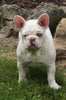 AKC Registered French Bulldog For Sale Millersburg OH -Female Snow