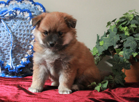 Pomeranian Mix For Sale Holmesville, OH Male- Cinnamon