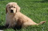 AKC Registered Golden Retriever For Sale Millersburg OH Male-Preston