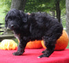 Mini Aussiedoodle For Sale Sugarcreek OH Female-Pearl