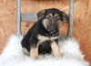 German Shepherd For Sale Danville, OH Female- Hazel