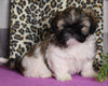 ACA Registered Shih Tzu For Sale Millersburg OH Male-Stocker-Currently House Training!
