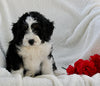 Mini Bernedoodle For Sale Applecreek OH Female-Bella