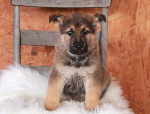 German Shepherd For Sale Danville, OH Male- Cody