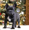 AKC Registered French Bulldog For Sale Fredericksburg OH Male-Rocky