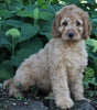 Medium F1BB Goldendoodle For Sale Millersburg OH Female-Dawn