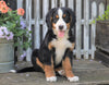 AKC Registered Bernese Mountain Dog For Sale Millersburg, OH Female- Susie