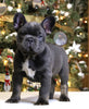 AKC Registered French Bulldog For Sale Fredericksburg OH Male-Rocky