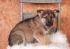 German Shepherd For Sale Danville, OH Male- Cody