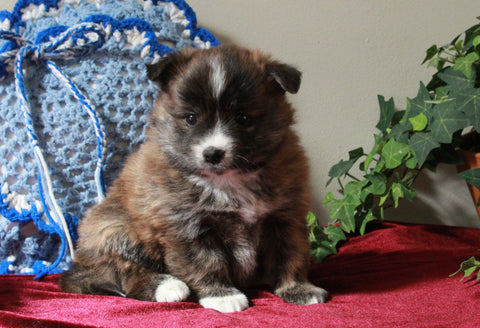 Pomeranian Mix For Sale Holmesville, OH Female- Honey