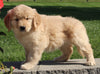 AKC Registered Golden Retriever For Sale Millersburg OH Female-Patty