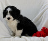Mini Bernedoodle For Sale Applecreek OH Female-Bella