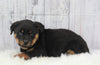 AKC Registered Rottweiler For Sale Millersburg, OH Male- Prince