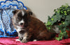Pomeranian Mix For Sale Holmesville, OH Female- Honey
