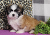 ACA Registered Shih Tzu For Sale Millersburg OH Male-Clifford-Currently House Training!
