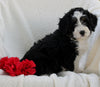 Mini Bernedoodle For Sale Applecreek OH Female-Bella