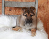 German Shepherd For Sale Danville, OH Female- Bailey