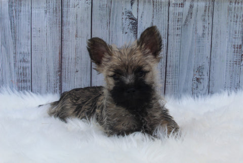 AKC Registered Cairn Terrier For Sale Millersburg OH Female-Allison
