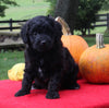 Mini Aussiedoodle For Sale Sugarcreek OH Female-Bella