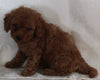 Bichpoo For Sale Fredericksburg OH Female-Reba